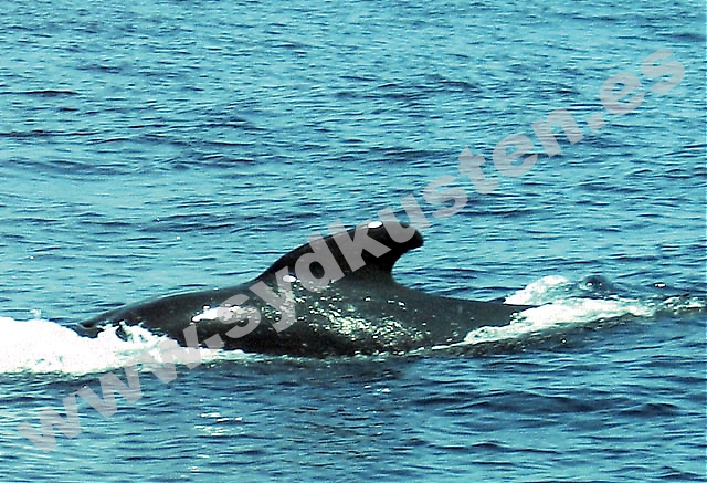 I Gibraltar sund finns gott om både valar och delfiner, som kan beskådas från maj till november. I september kan man dessutom om man har tur få se nyfödda ungar. Foto: Emelie Ortiz Sandstedt.